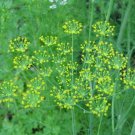 500+ Seeds Herb Seed: Bouquet Dill edlcy (Seeds)