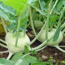300+ Seeds Kohlrabi Seed: White Vienna Kohlrabi edlcy (Seeds)