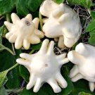 12+ Seeds Squash Seed: Yugoslavian Finger Squash edlcy (Seeds)