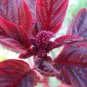 250+ Seeds Herb Seed: Amaranthus Red Garnet edlcy (Seeds)