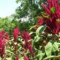 250+ Seeds Herb Seed: Amaranthus Red Garnet edlcy (Seeds)
