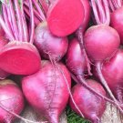 400+ Seeds Beet Seed: Merlin Beet edlcy (Seeds)