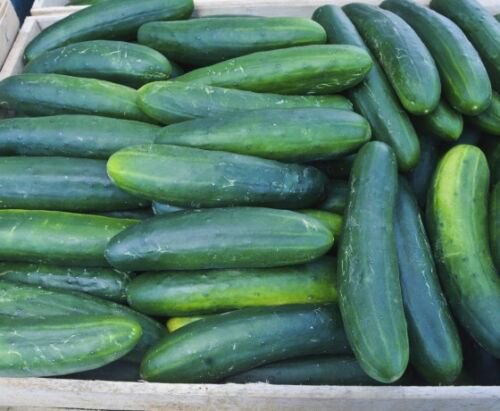 12+ Seeds Cucumber Seed: Early Spring Burpless Cucumbers edlcy (Seeds)
