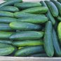 12+ Seeds Cucumber Seed: Early Spring Burpless Cucumbers edlcy (Seeds)