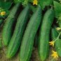 12+ Seeds Cucumber Seed: Early Spring Burpless Cucumbers edlcy (Seeds)