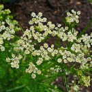 500+ Seeds Herb Seed: Caraway Seeds edlcy (Seeds)