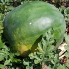 12+ Seeds Watermelon Seed: Florida Giant Watermelon edlcy (Seeds)