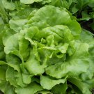 500+ Seeds Lettuce Seed: Bibb Butterhead Lettuce edlcy (Seeds)