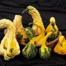 12 Seeds Gourd Seed: Autumn Jumbo Gourd edlcy (Seeds)