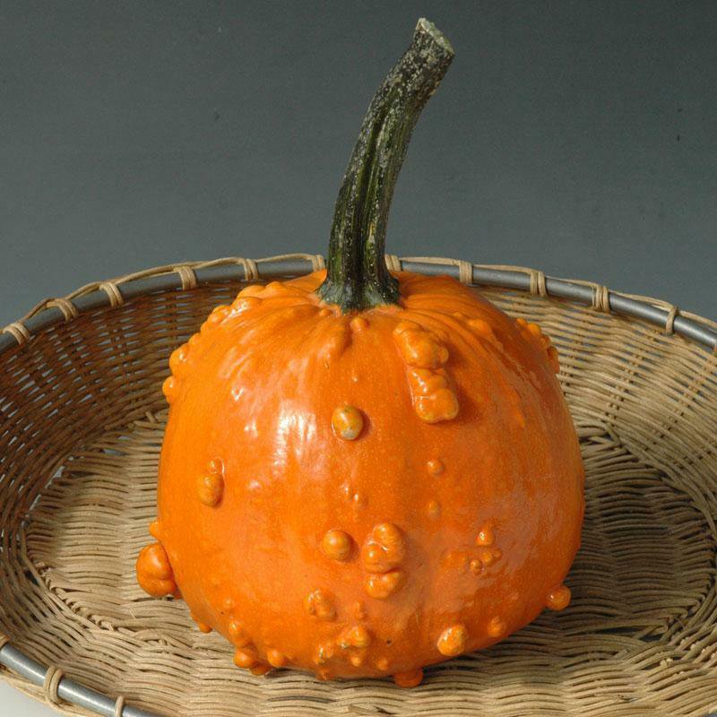 12+ Seeds Pumpkin Seed: Toad Pumpkin Seeds Small, warty pumpkins edlcy (Seeds)