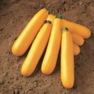 12+ Seeds Squash Seed:Golden Zucchini Squash edlcy (Seeds)