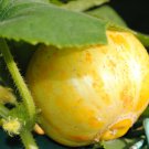 12+ Seeds Cucumber Seed: Lemon Cucumber edlcy (Seeds)