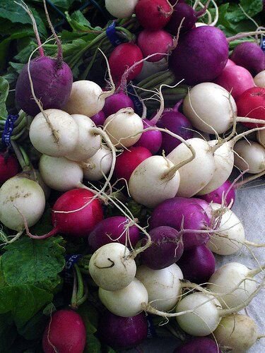 600+ Seeds Radish Seed: Easter Egg Radish edlcy (Seeds)