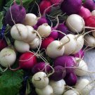 600+ Seeds Radish Seed: Easter Egg Radish edlcy (Seeds)