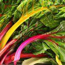 250+ Seeds Swiss Chard Seed: 4 Star Swiss Chard edlcy (Seeds)