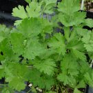 800+ Seeds Herb Seed: Dark Green Italian Parsley edlcy (Seeds)