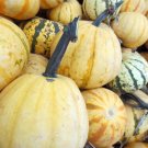 12+ Seeds Pumpkin Seed: Millionaire Pumpkin edlcy (Seeds)