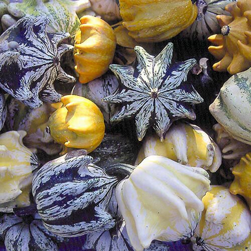 40+ Seeds Gourd Seed: Ten Commandments Gourd edlcy (Seeds)
