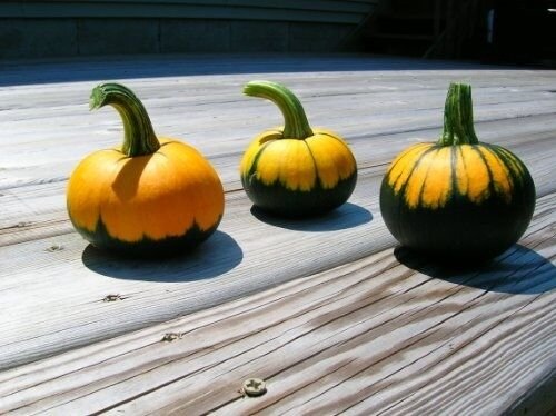 12+ Seeds Pumpkin Seed: Batwing Mix Pumpkin edlcy (Seeds)