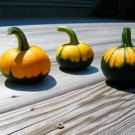 12+ Seeds Pumpkin Seed: Batwing Mix Pumpkin edlcy (Seeds)