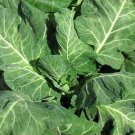 500+ Seeds Collard Seed: Vates Collards edlcy (Seeds)