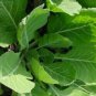 500+ Seeds Collard Seed: Vates Collards edlcy (Seeds)