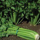 50+ Seeds Celery Seed: Tendercrisp Celery edlcy (Seeds)