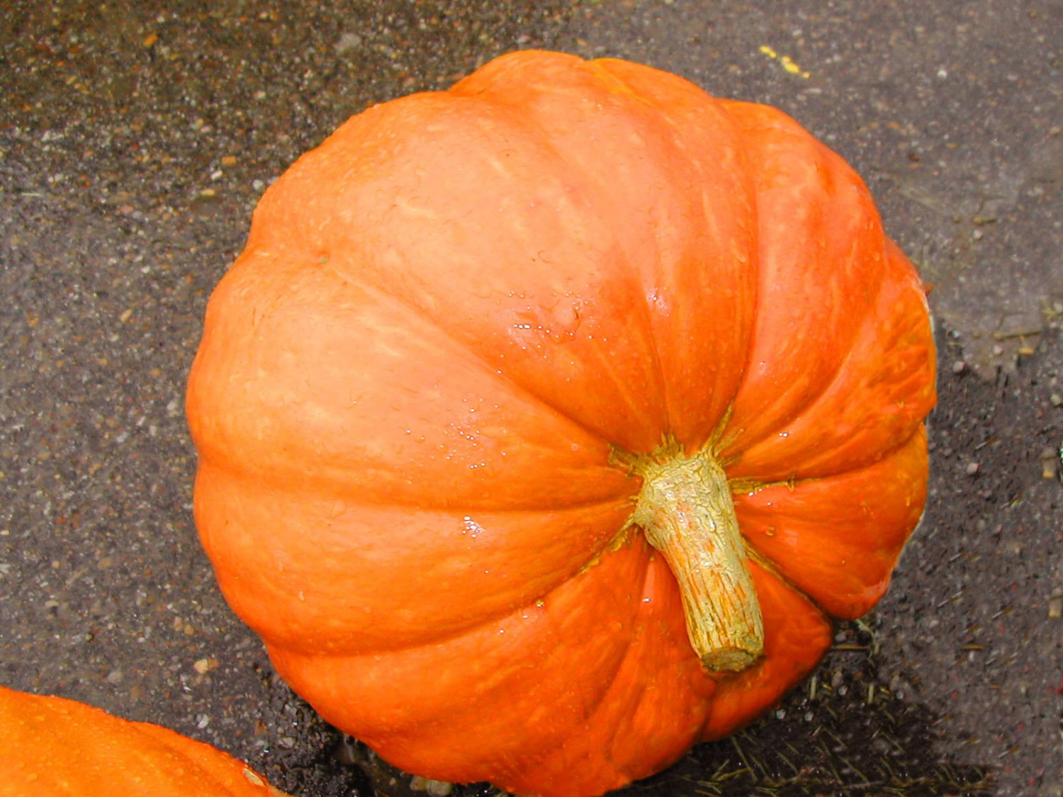10 Seeds Pumpkin Seed: Big Max Pumpkins edlcy (Seeds)