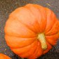 10 Seeds Pumpkin Seed: Big Max Pumpkins edlcy (Seeds)