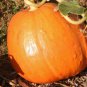 10 Seeds Pumpkin Seed: Big Max Pumpkins edlcy (Seeds)