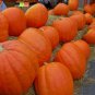 10 Seeds Pumpkin Seed: Big Max Pumpkins edlcy (Seeds)