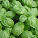 1000+ Seeds Herb Seed: Basil Genovese edlcy (Seeds)