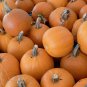 12+ Seeds Pumpkin Seed: Small Sugar Pumpkin edlcy (Seeds)