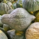 12+ Seeds Squash Seed: Green Hubbard Squash edlcy (Seeds)