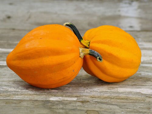 12+ Seeds Squash Seed: Table Gold Acorn Squash edlcy (Seeds)