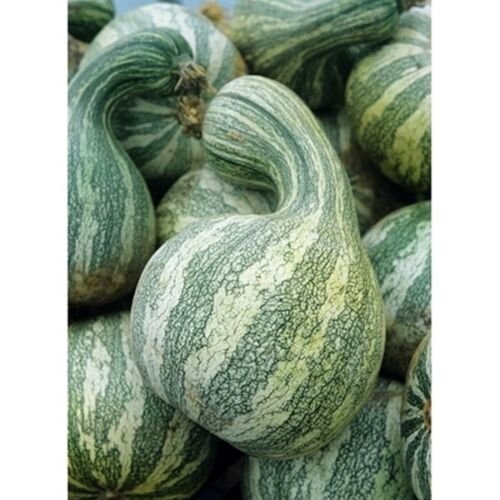 12+ Seeds Cushaw Mixture Seeds Fresh Seeds Squash/Pumpkin edlcy (Seeds)