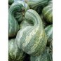 12+ Seeds Cushaw Mixture Seeds Fresh Seeds Squash/Pumpkin edlcy (Seeds)