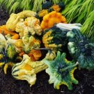 25 Seeds Gourd Seed: Crowns Gourds Seeds edlcy (Seeds)