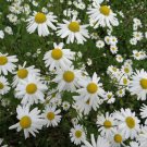1000+ Seeds Herb Seed: Chamomile edlcy (Seeds)