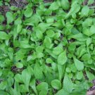 500+ Seeds Herb Seed: French Corn Salad edlcy (Seeds)