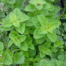 1000+ Seeds Herb Seed: Italian Oregano edlcy (Seeds)