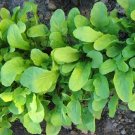 750+ Seeds Herb Seed: Arugula Roquette edlcy (Seeds)