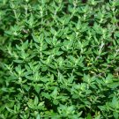 750+ Seeds Herb Seed: Thyme edlcy (Seeds)