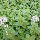 1000+ Seeds Herb Seed: Sweet Marjoram edlcy (Seeds)