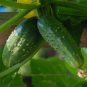 25+ Seeds Cucumber Seed: Double Yield Pickling Cucumber Seeds edlcy (Seeds)