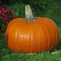 12+ Seeds Pumpkin Seed: Jack O Lantern Pumpkins edlcy (Seeds)