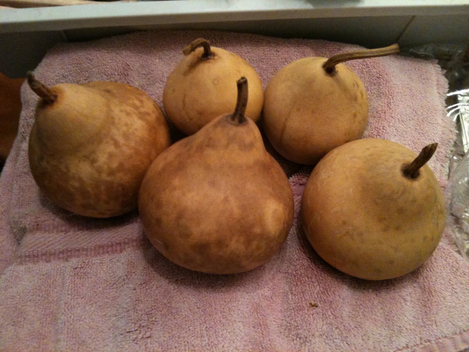 12+ Seeds Gourd Seed: Small Apple Gourd edlcy (Seeds)