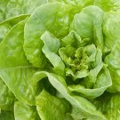 500+ Seeds  Lettuce Seed: Buttercrunch Lettuce edlcy (Seeds)