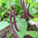 50+ Seeds Bean Seed: Royal Burgundy Bean edlcy (Seeds)