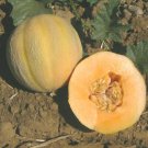 12+ Seeds  Cantaloupe Seed: Minnesota Midget Cantaloupe edlcy (Seeds)
